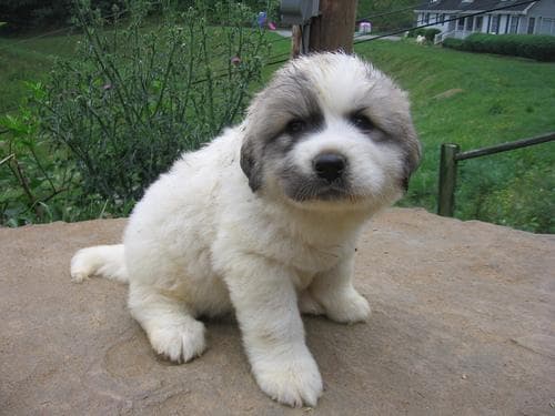 Pyrenees dog