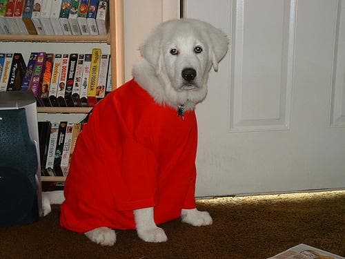 Pyrenees dog