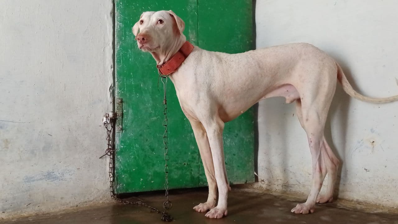 Rajapalayam Indian