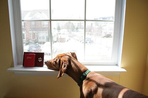 Redbone dog