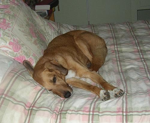 Redbone dog