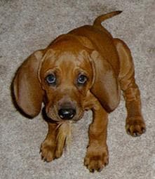 Redbone dog