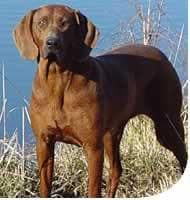 Redbone