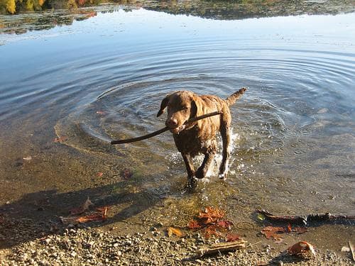 Retriever Chesapeake dog
