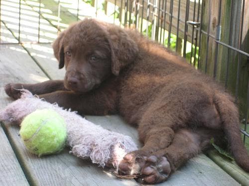 Retriever Chesapeake dog