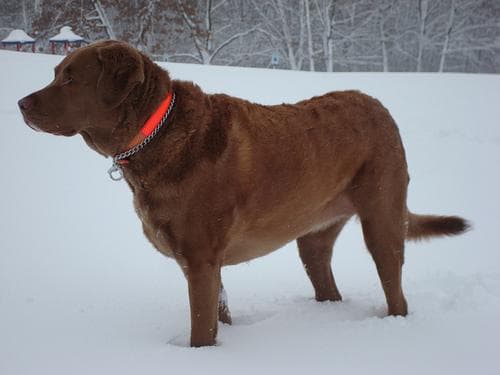 Retriever Chesapeake dog