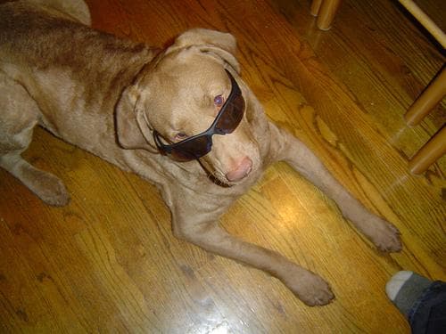 Retriever Chesapeake dog