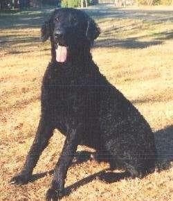 Retriever Curly dog