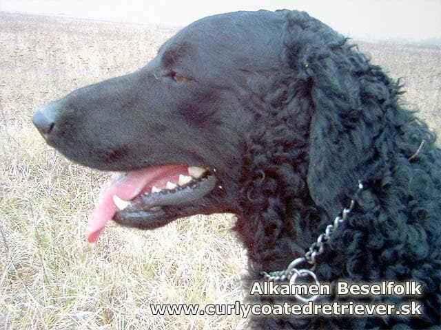 Retriever Curly dog