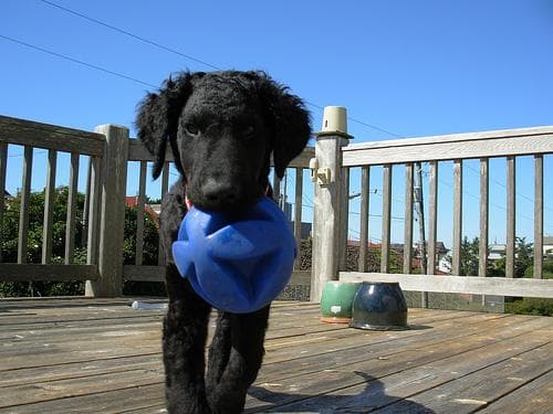 Retriever Curly dog