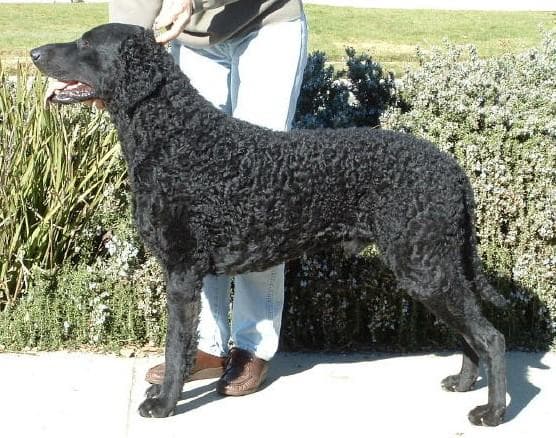 Retriever dog