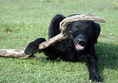 Retriever dog