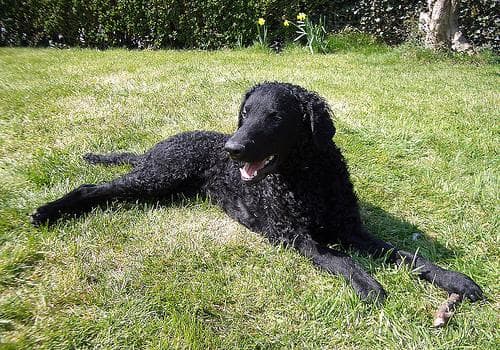 Retriever Curly