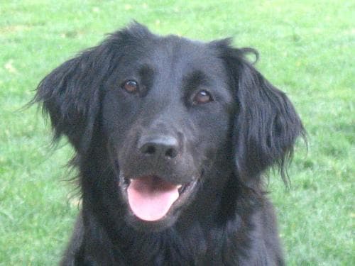 Retriever Flatcoated dog