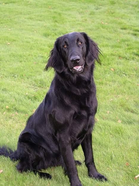 Retriever dog