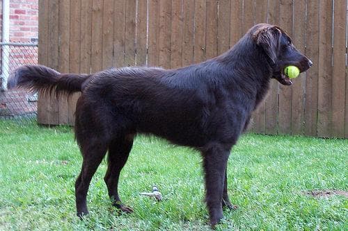 Retriever Flatcoated dog
