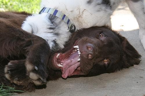 Retriever Flatcoated dog