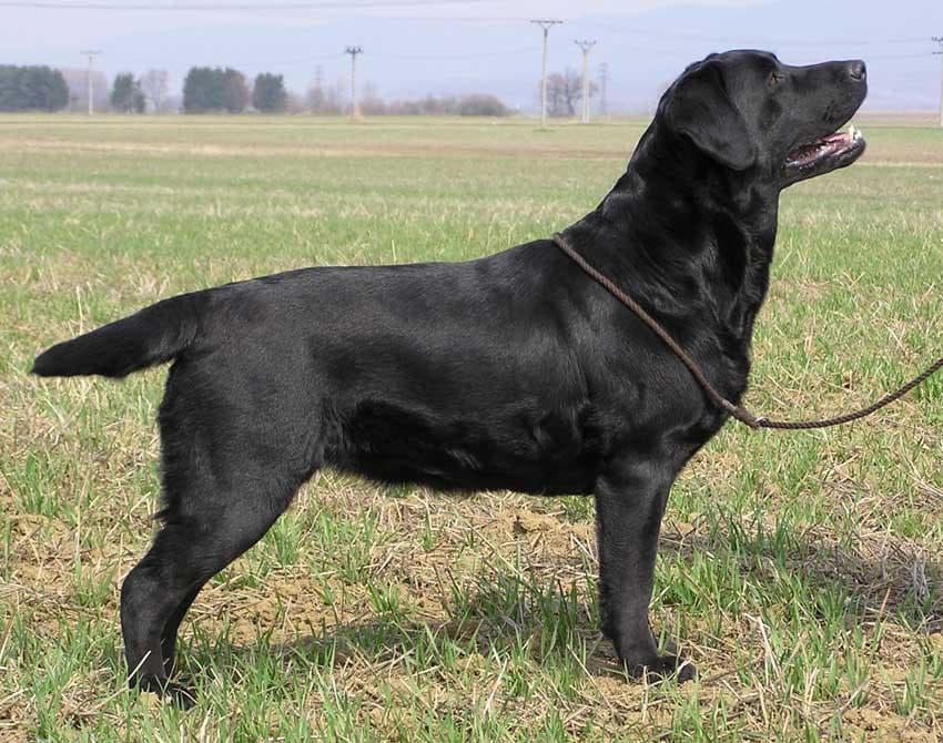 Retriever Flatcoated