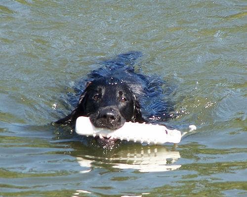Retriever Flatcoated