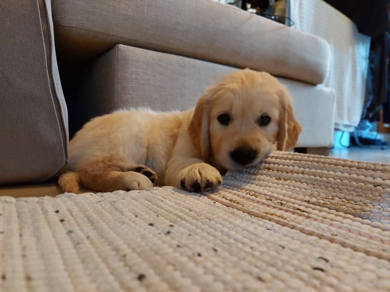 Happy golden retriever dog