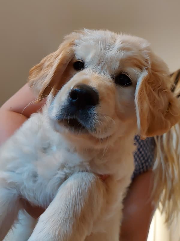 Retriever Golden dog