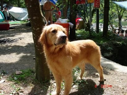 Happy golden retriever dog