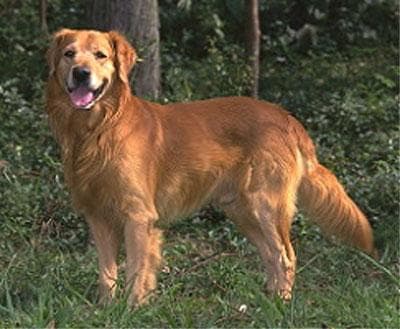 Retriever Golden dog