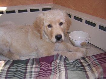 Retriever Golden