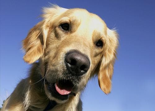 Happy dog