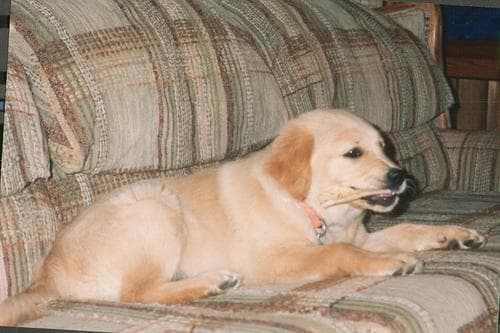 Retriever