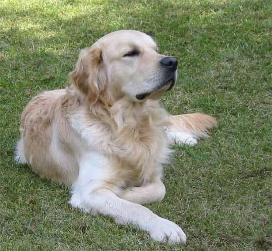 Happy golden retriever dog