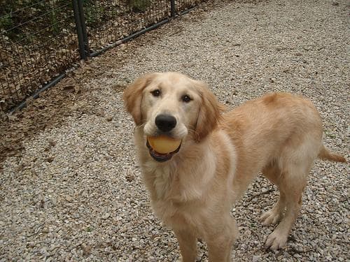 Happy golden retriever dog