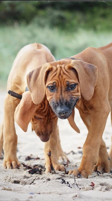 Ridgeback dog