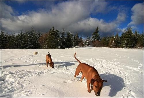 Ridgeback dog