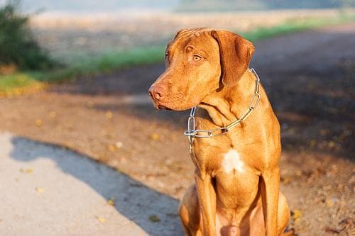 Ridgeback Rhodesian