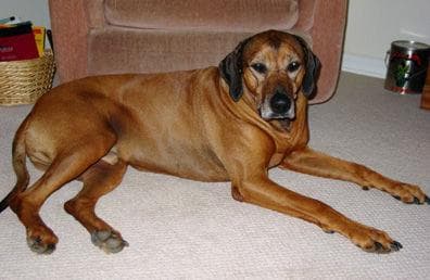 Ridgeback Rhodesian dog