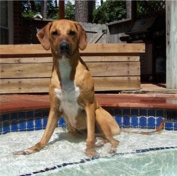 Ridgeback Rhodesian dog