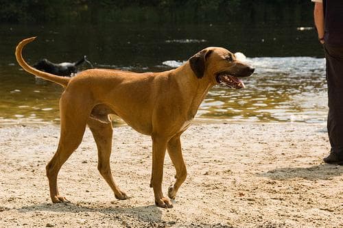 Ridgeback Rhodesian