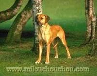 Ridgeback
