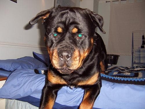 Rottweiler dog
