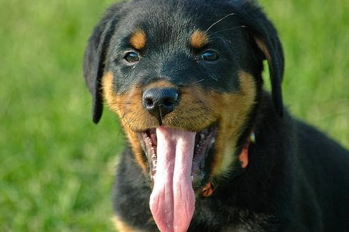 Rottweilers: Gentle Giants or Dangerous Dogs? The Truth Behind the Controversy