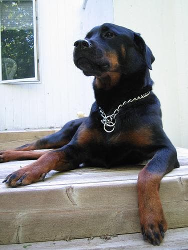 Rottweiler