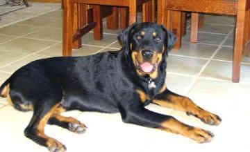 Rottweiler