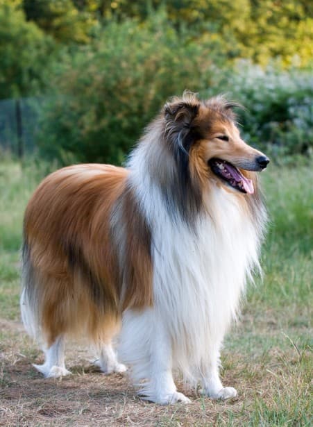 Rough Collie dog