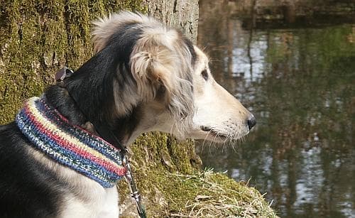 Saluki dog