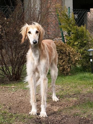 Saluki dog