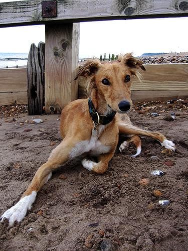 Saluki dog