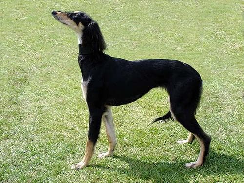 Saluki