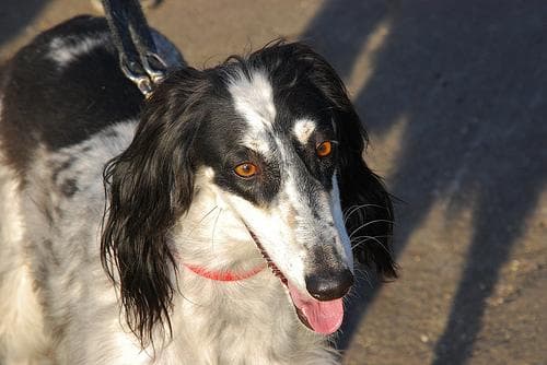 Saluki dog