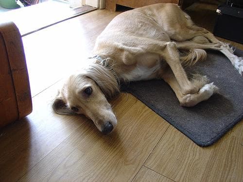 Saluki